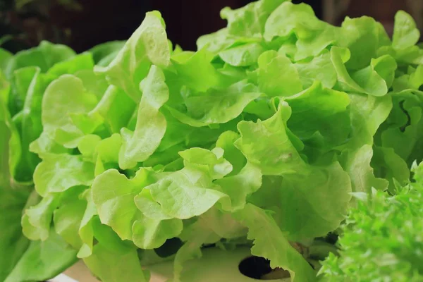 Lettuce hydroponics at market — Stock Photo, Image