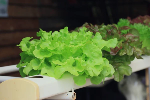 Hlávkový salát hydroponie na trhu — Stock fotografie