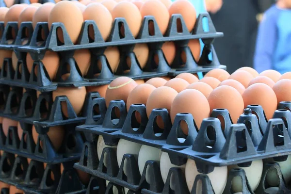 kahverengi yumurta çiftliği