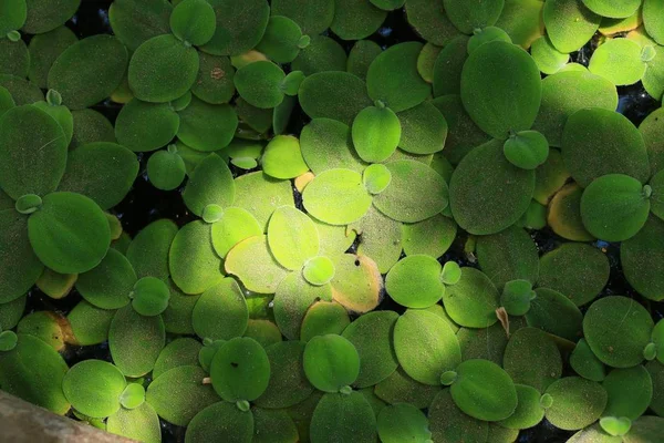 Green leaves and shadow — Stock Photo, Image