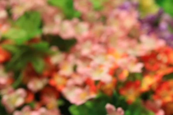 Suddig vackra blommor bakgrund — Stockfoto