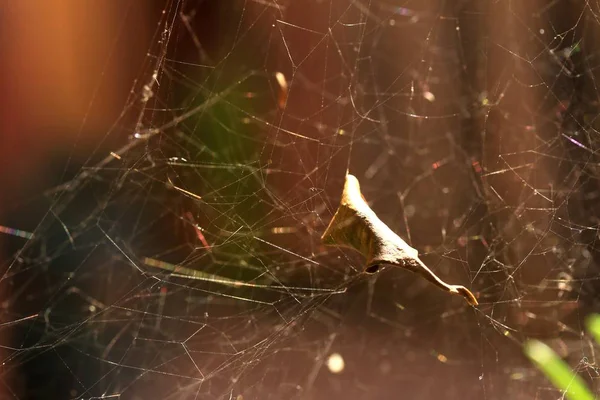 Teia de aranha na natureza — Fotografia de Stock
