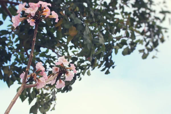 Rosa blommor i naturen — Stockfoto