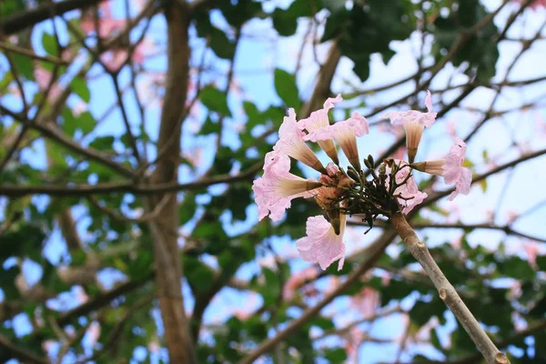 자연 속에서 핑크 꽃 — 스톡 사진