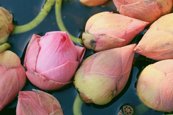 Lotus su — Stok fotoğraf
