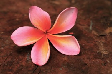 Plumeria çiçek ahşap üzerine