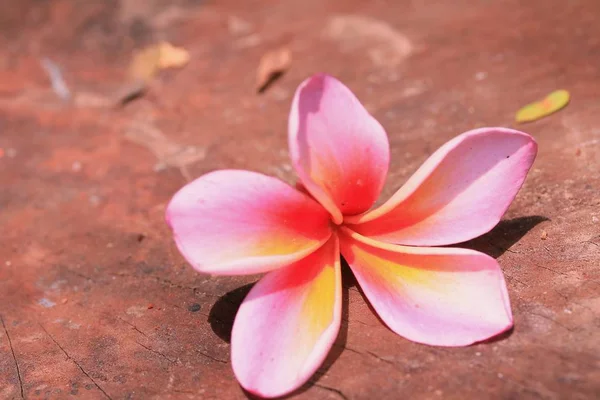 Plumeria flores em madeira — Fotografia de Stock