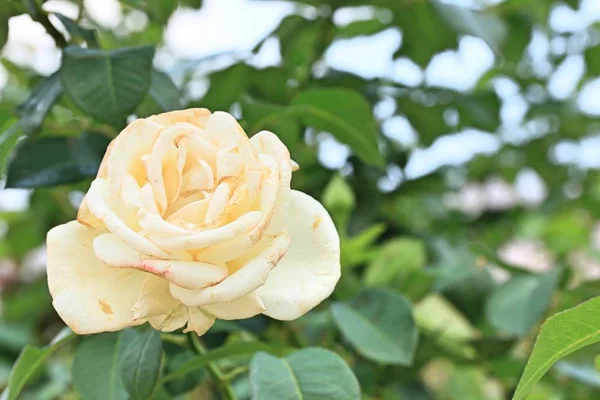 Λευκό τριαντάφυλλο στη φύση — Φωτογραφία Αρχείου