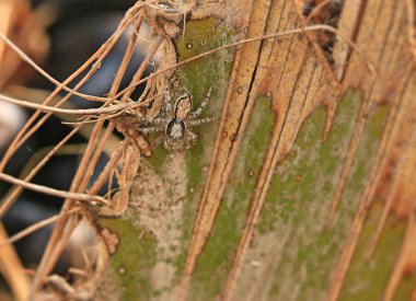 Ağaç üzerinde kahverengi örümcek