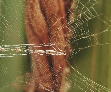 doğa içinde örümcek ağı