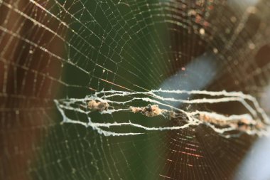 doğa içinde örümcek ağı