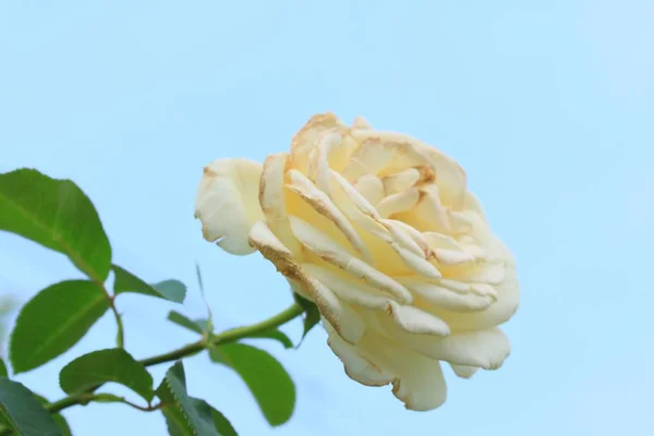 White rose in nature — Stock Photo, Image