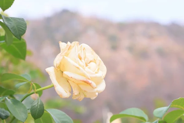 在自然的白玫瑰 — 图库照片
