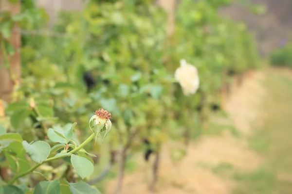 Rosa blanca en la naturaleza — Foto de Stock