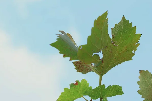 Liście winogron w przyrodzie — Zdjęcie stockowe