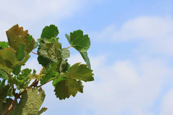 Hojas de uva en la naturaleza —  Fotos de Stock