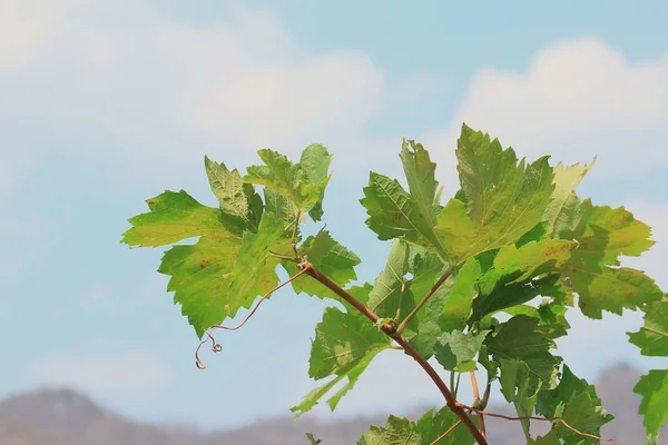 Druivenbladeren in de natuur — Stockfoto