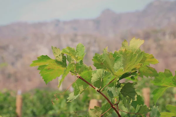 Hojas de uva en la naturaleza — Foto de Stock