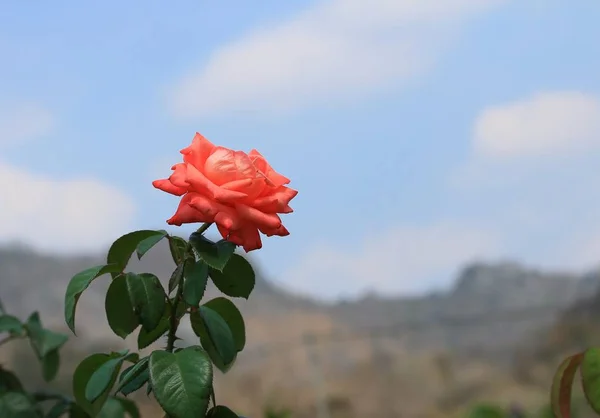 Orangene Rosen in der Natur — Stockfoto