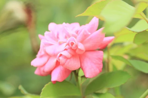 Růžové růže v přírodě — Stock fotografie