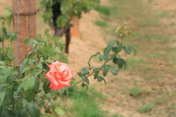 Orange rosor i naturen — Stockfoto