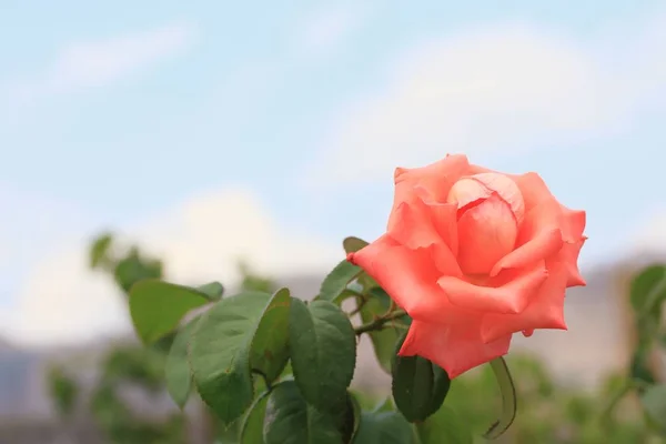 自然橙玫瑰 — 图库照片
