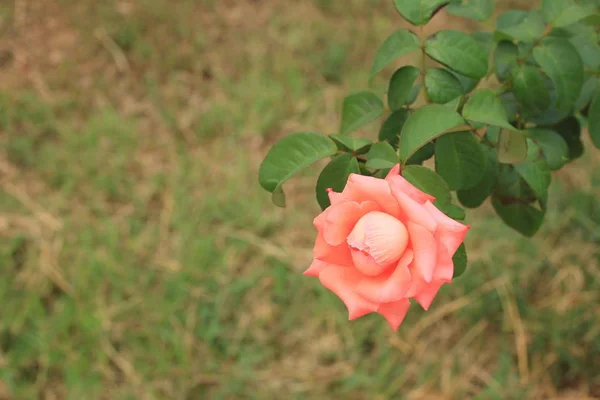 Orangene Rosen in der Natur — Stockfoto