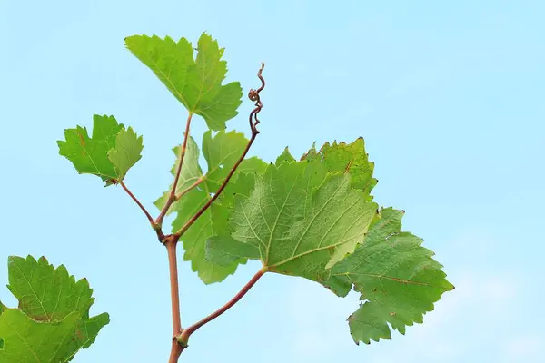 Liście winogron w przyrodzie — Zdjęcie stockowe