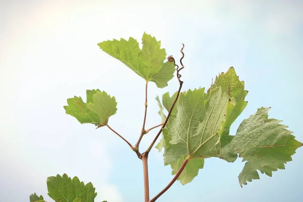 Foglie di uva in natura — Foto Stock