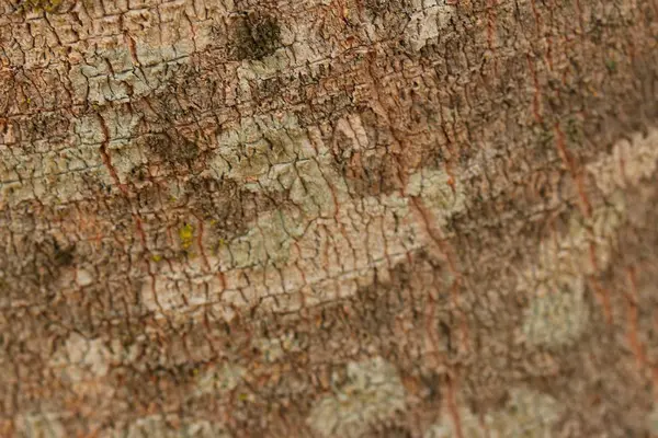 Текстура фону дерев'яної кори — стокове фото