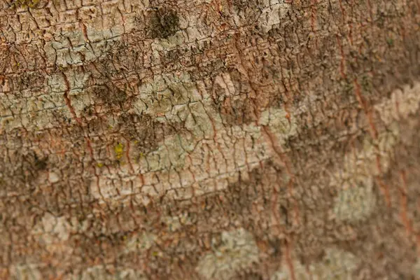 Arbre écorce texture de fond — Photo