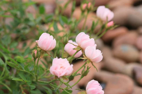 Rosas rosadas en la naturaleza —  Fotos de Stock