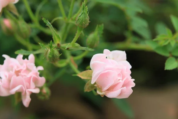 Róż w przyrodzie — Zdjęcie stockowe