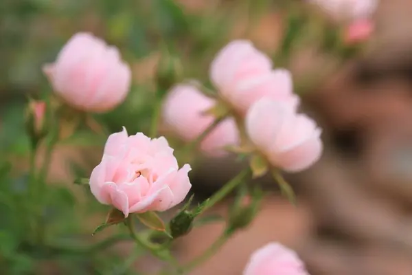 Rosas rosadas en la naturaleza —  Fotos de Stock