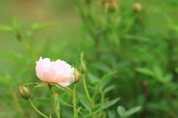 Rosas rosadas en la naturaleza —  Fotos de Stock