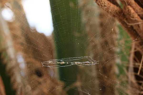 自然の中でクモの巣 — ストック写真