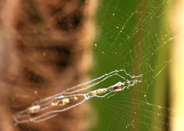 自然の中でクモの巣 — ストック写真