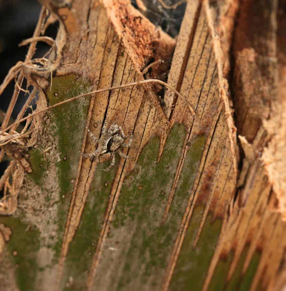 Brązowy pająk na drzewo — Zdjęcie stockowe