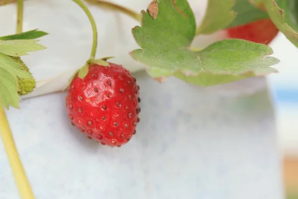 Erdbeerpflanze im Garten — Stockfoto
