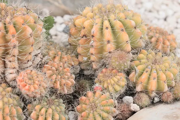 Cactus in the nature — Stock Photo, Image