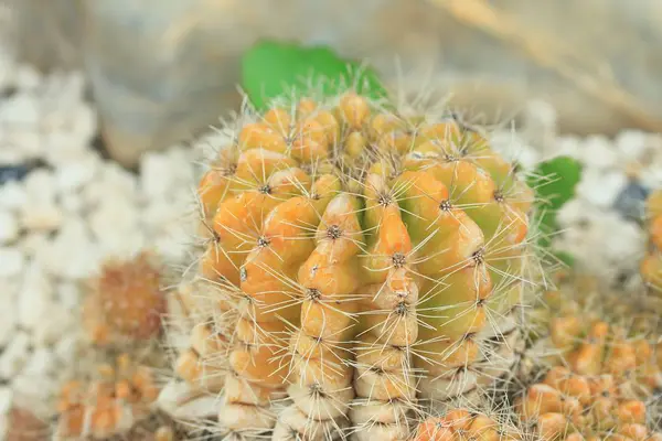 Kaktus i naturen — Stockfoto