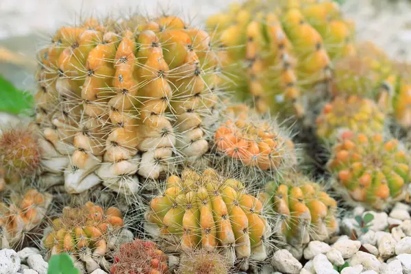 Cactus in the nature — Stock Photo, Image