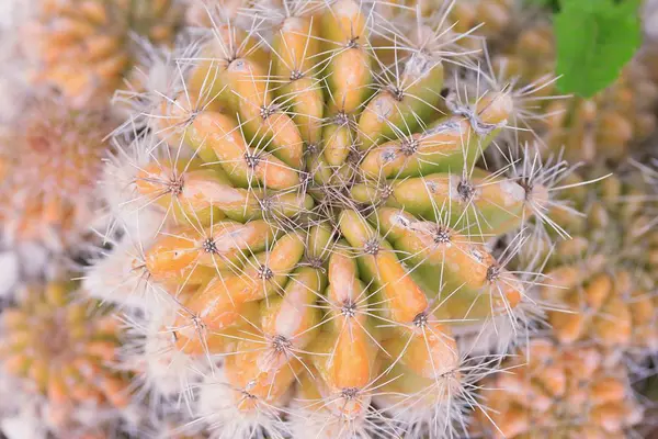 Cactus in the nature — Stock Photo, Image