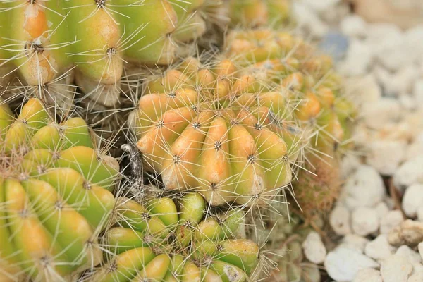 Cactus in the nature — Stock Photo, Image