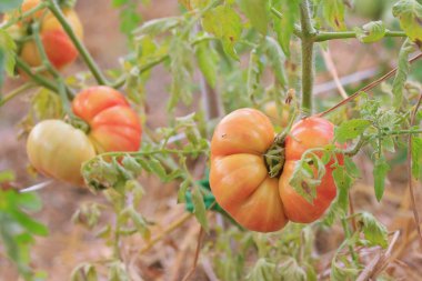 Dallar kiraz domates