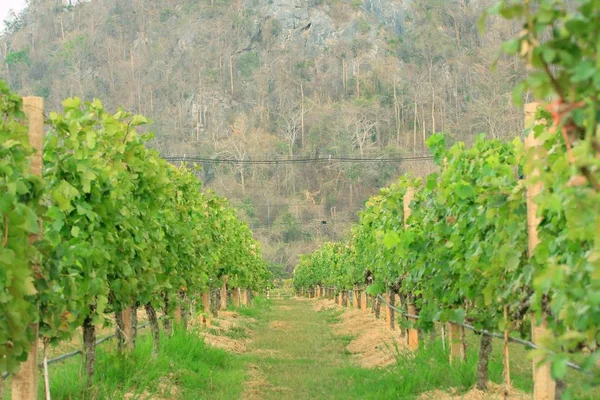 Frische Trauben im Weinberg — Stockfoto