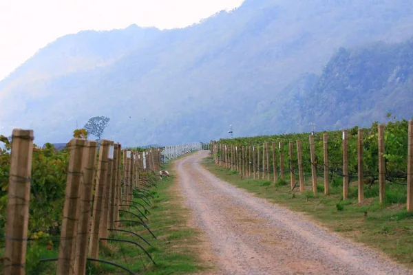 Üzüm bağında yol — Stok fotoğraf