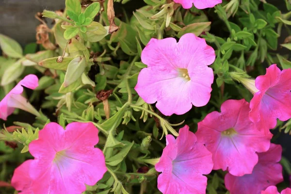 Die Petunien rosa Blüten — Stockfoto