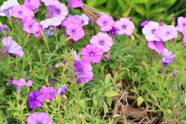 Las petunias flores rosadas — Foto de Stock