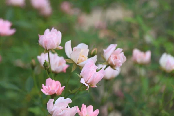 Rosa rosor i naturen — Stockfoto